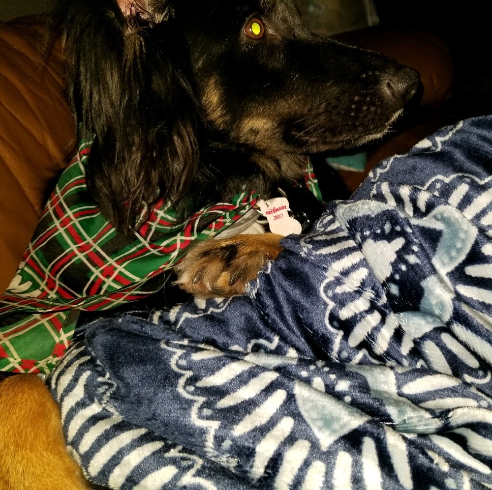 Meet your Posher, Presley